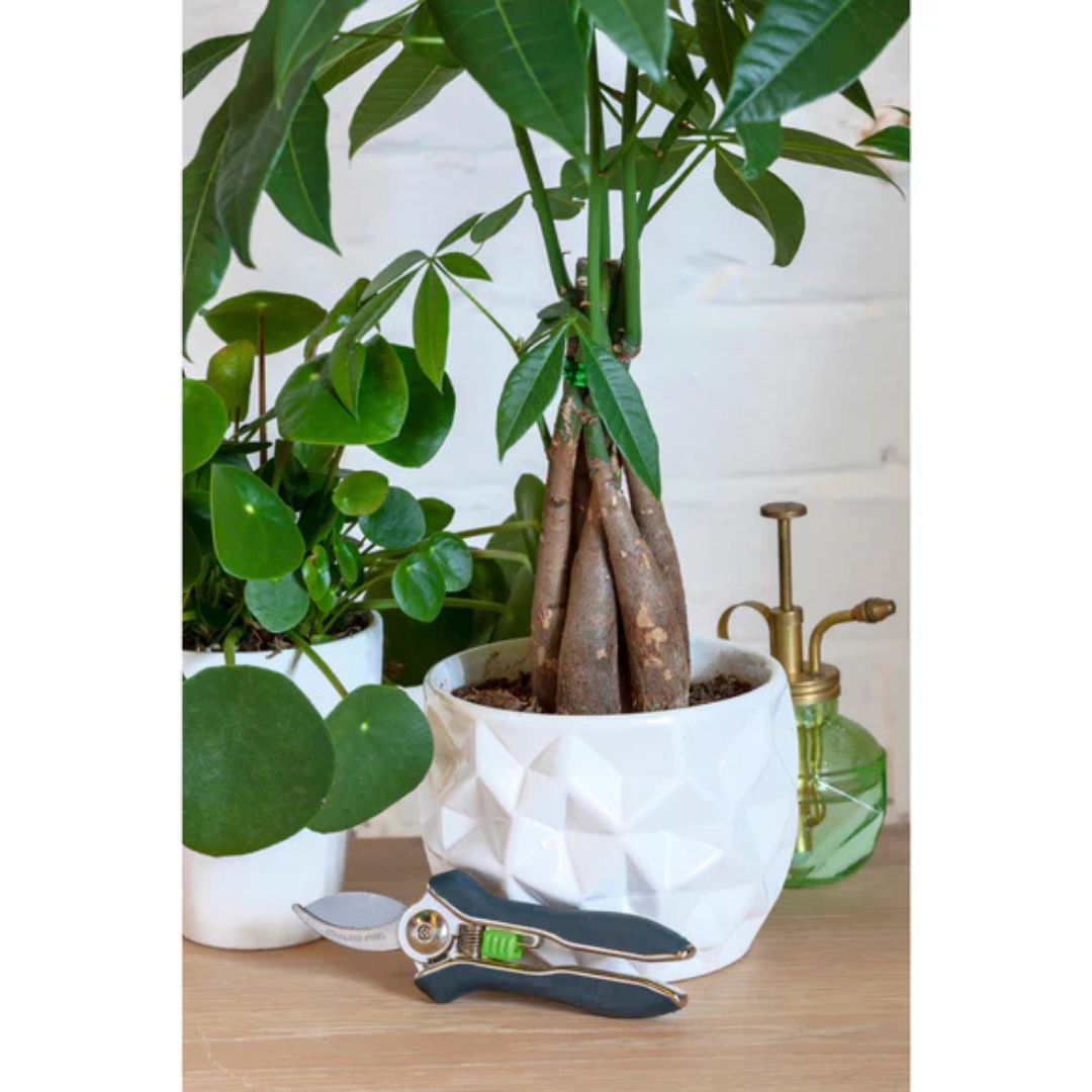 Houseplant Pruner – Burgon & Ball – 1/4″